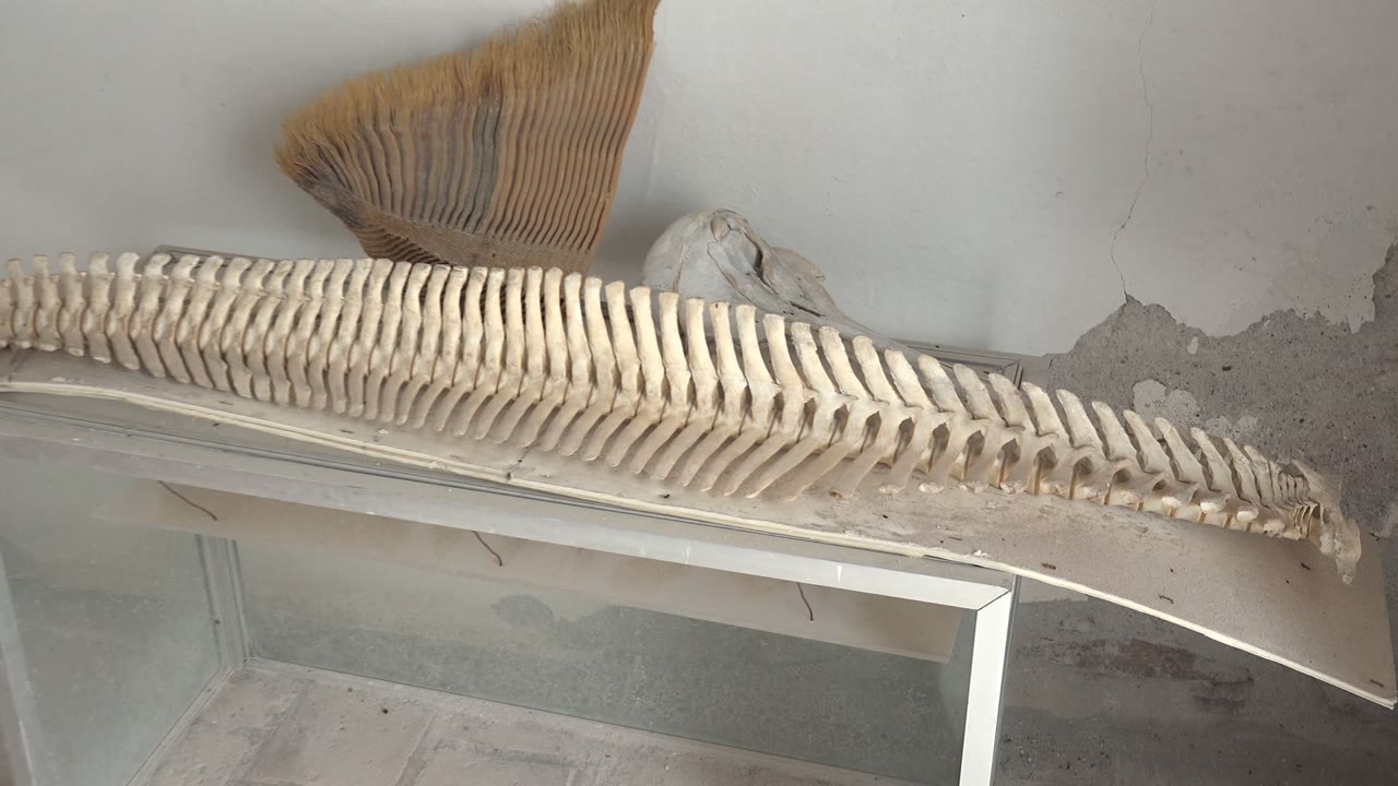 Close view of rib bones, skull form, and fan-like object on a display.