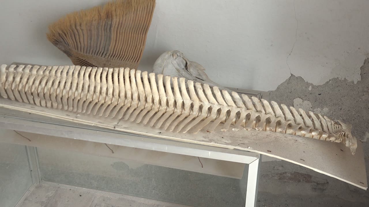 At 0:02, the close composition shows the fish skeleton in Mulege beneath the fan-shaped object, with beige bones contrasted against a gray wall with flaking paint and no visible people.