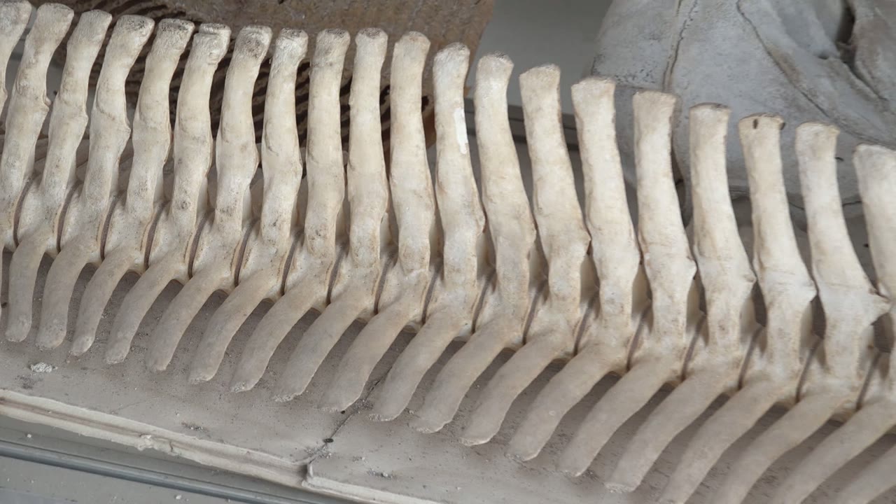 A full row of pale beige bones lies on gray concrete in Mulege, Baja California Sur, Mexico, with no visible people.
