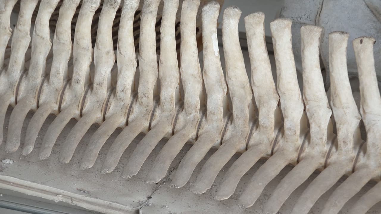 Bones lined on concrete with the right end shortened slightly.