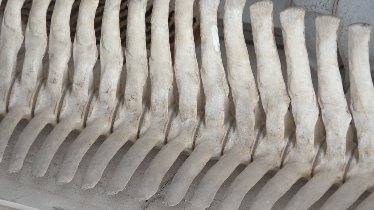 A slightly shorter line of pale bones sits on gray concrete in Mulege, Baja California Sur, with the right edge reduced and no visible people.
