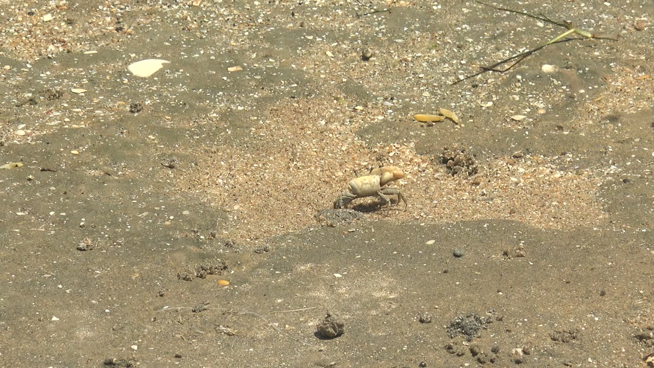 Small pale crab sits low on wet gray-brown sand in Guerrero Negro, Baja California Sur, with shell fragments, pebbles, mud pellets, and no visible people.