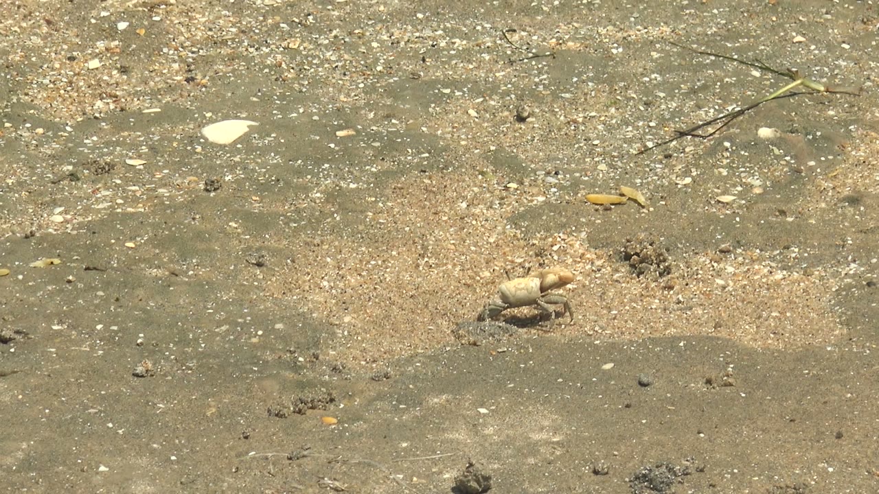 Small crab beside scattered shells on wet gray-brown sand.