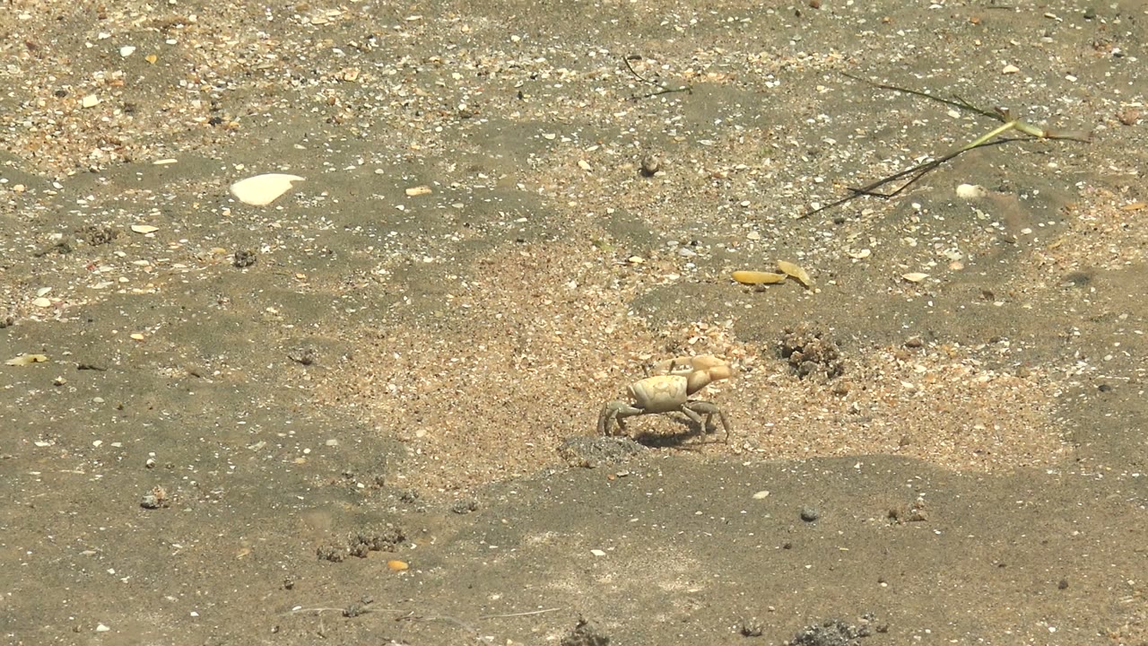 Small pale crab appears farther right within the wet sandy shoreline frame in Guerrero Negro, Baja California Sur, surrounded by pebbles and no visible people.