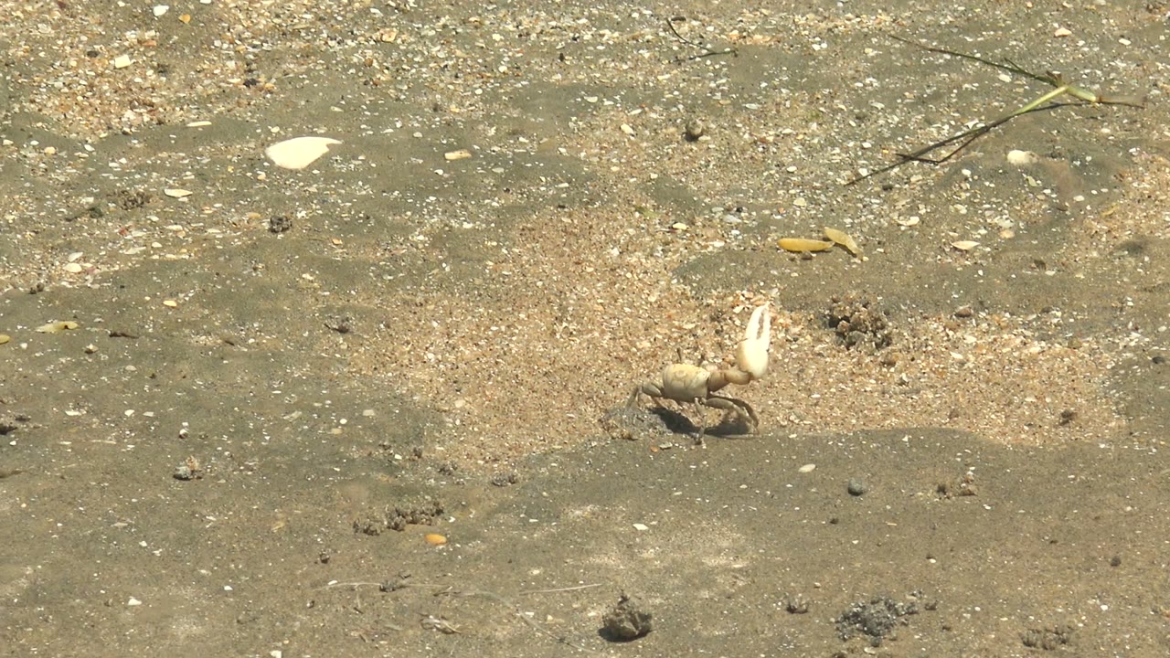 At 0:00, a hermit crab with a pale shell sits on wet sandy ground in Guerrero Negro, Baja California Sur, with pebbles and shell pieces nearby and no visible people.