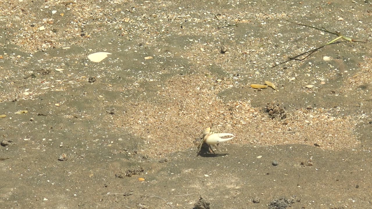 Hermit crab moving across pebbly wet sand with shell fragments around it.