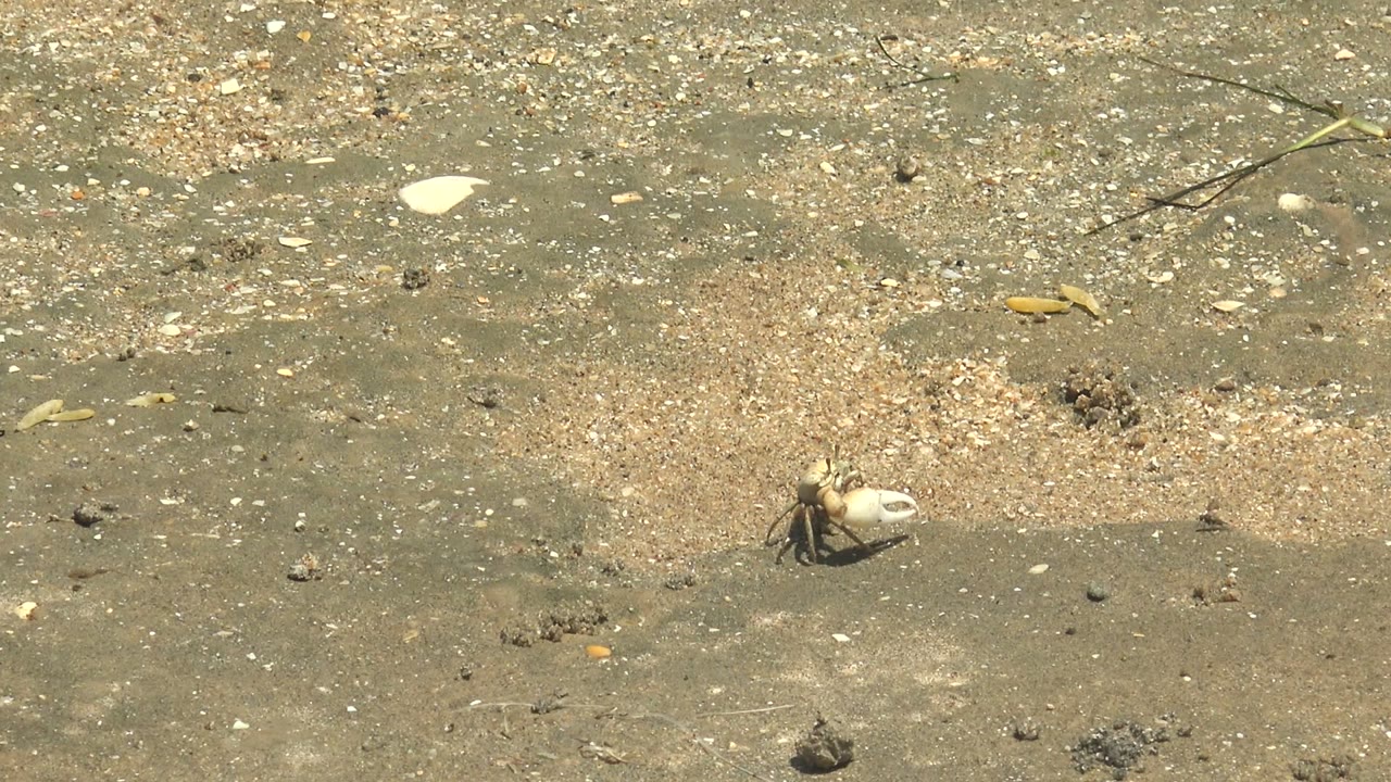 At 0:02, the hermit crab appears farther to the right on the wet shore in Guerrero Negro, Baja California Sur, with a twig, pebbles, and shell chips in the background and no visible people.