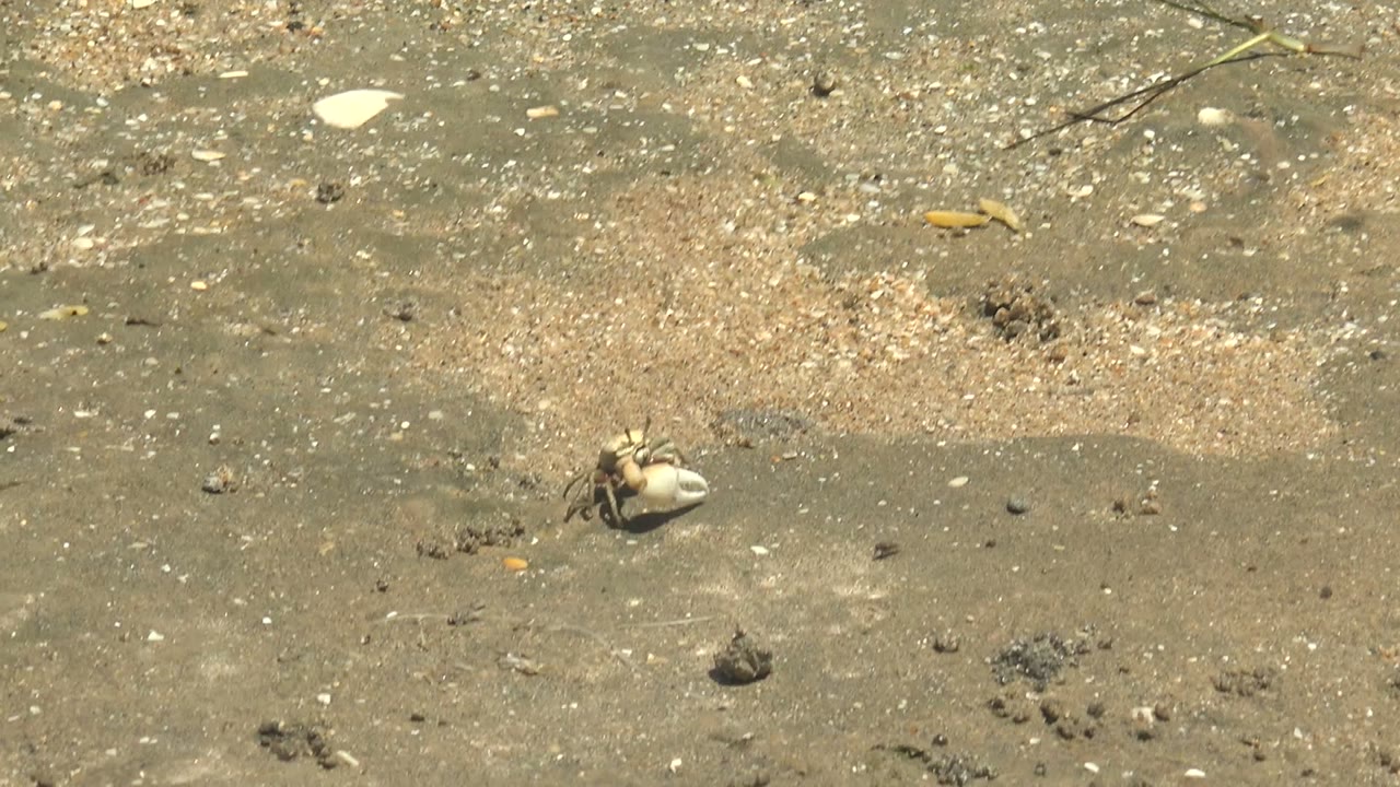 Small crab holding a pale shell on wet sand in Guerrero Negro, Baja California Sur, with pebbles and shell fragments around it and no visible people.