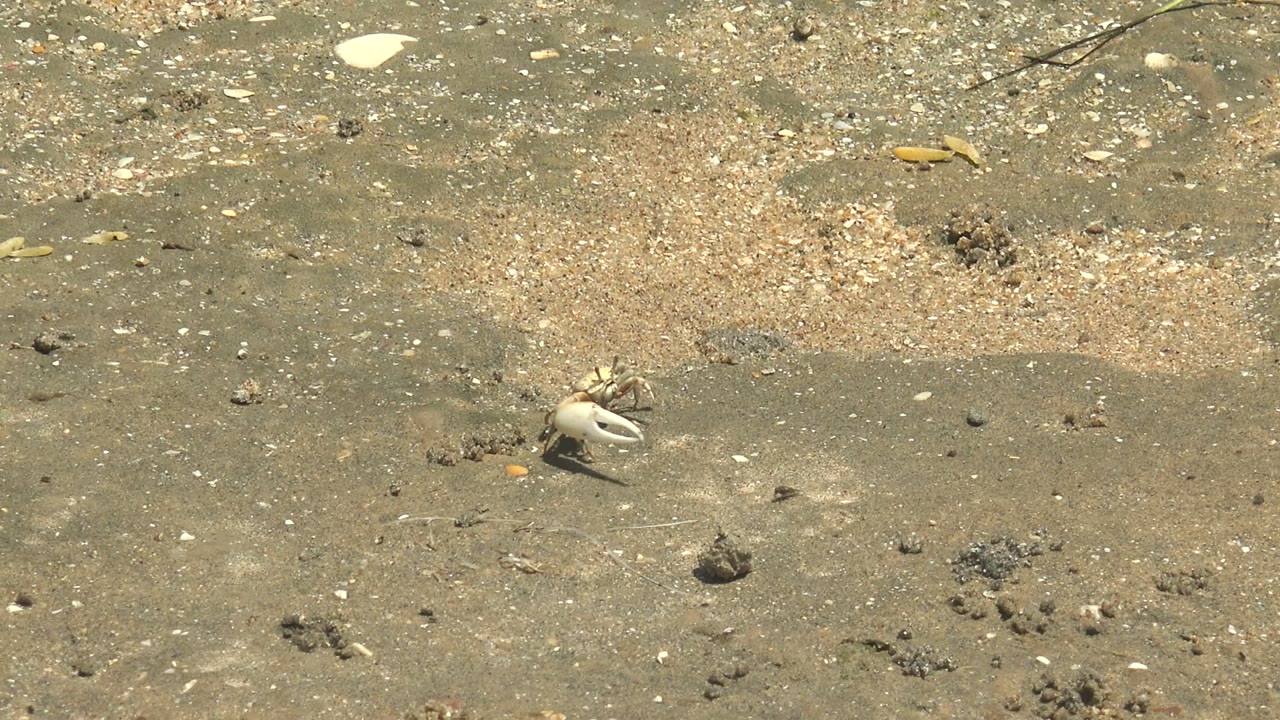 Crab dragging a pale shell across damp sand.