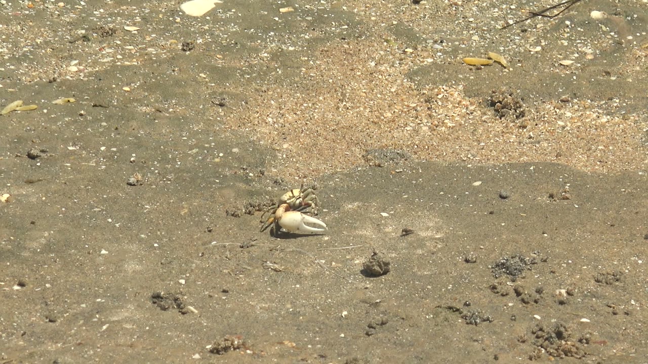 Small crab and pale shell sit low in the frame on sandy beach surface in Guerrero Negro, Baja California Sur, with granular debris above and no visible people.