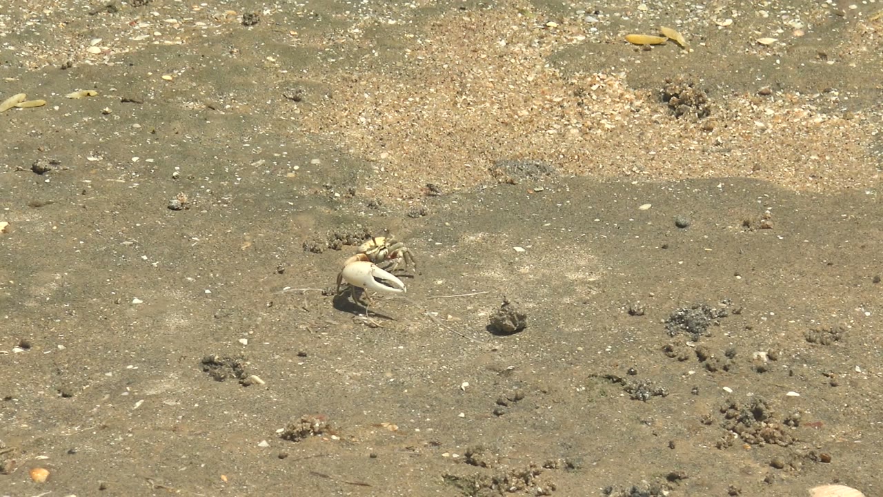 Small pale crab stands on wet sand in Guerrero Negro, Baja California Sur, with shell fragments and no visible people at the start of the clip.