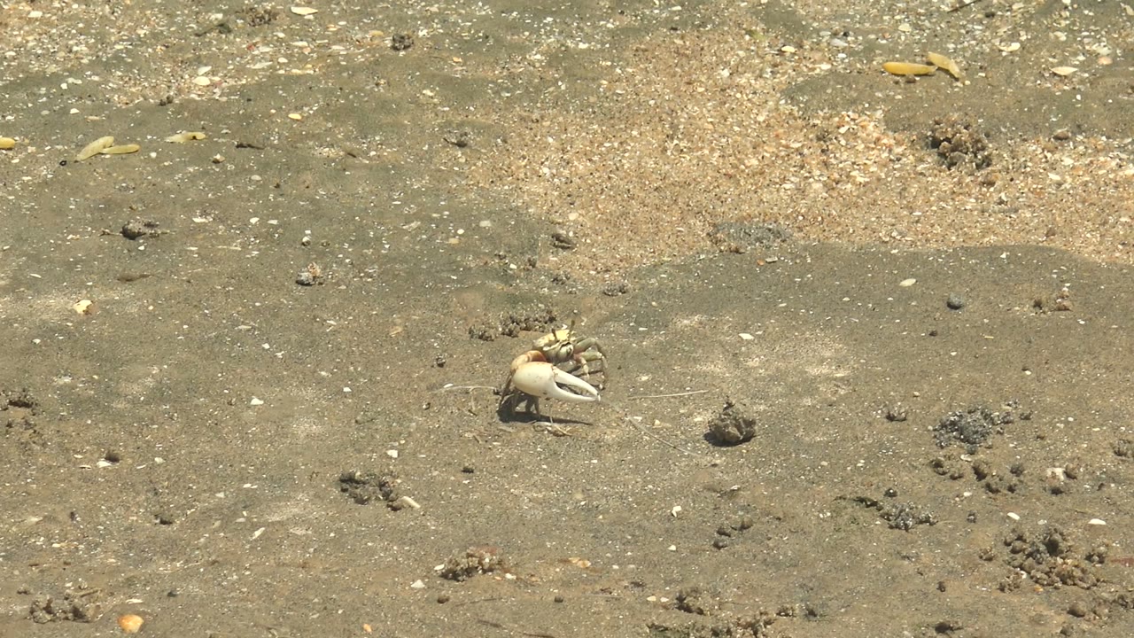 Small crab shifted on wet sand near scattered beach debris.