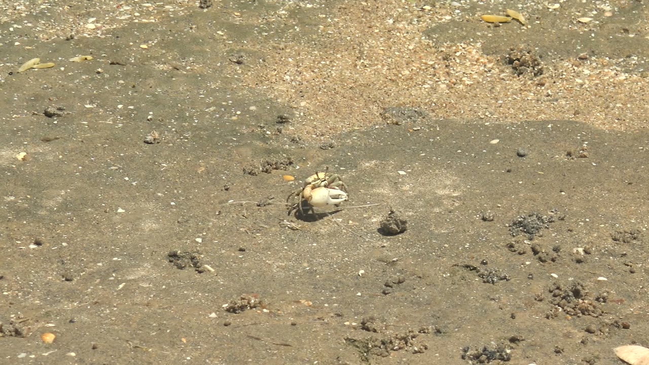 Small pale crab is centered on gray-brown wet sand in Guerrero Negro, Baja California Sur, with scattered shells and no visible people.