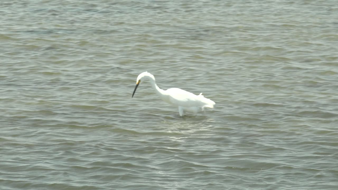 White spoonbill in Guerrero Negro, Baja California Sur, wading left across green-gray shallow water with no visible people.