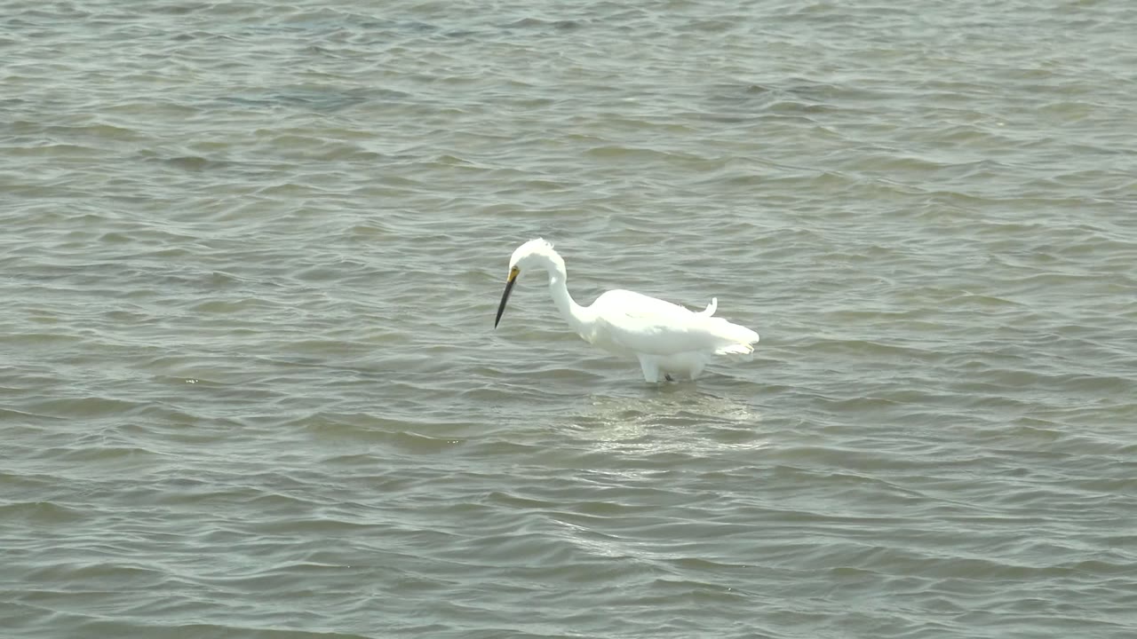 White spoonbill lowering its bill toward shallow water.