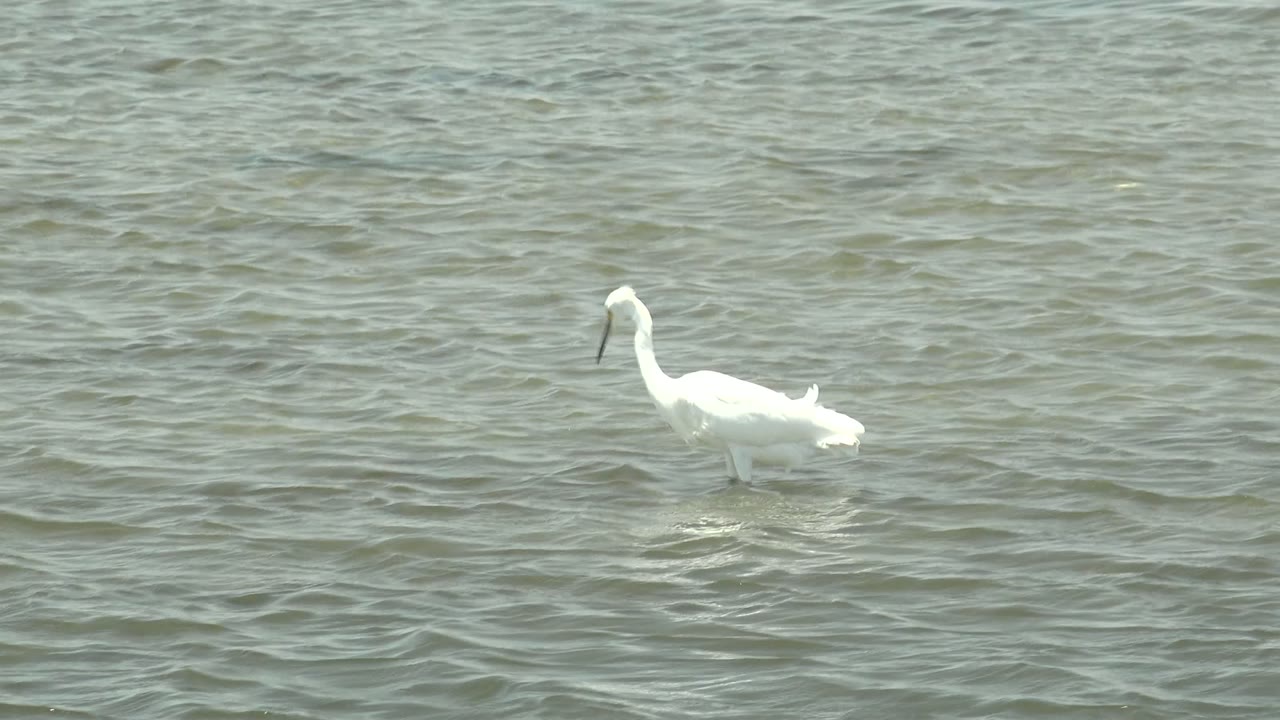 White spoonbill in Guerrero Negro, Baja California Sur, standing farther right in open rippled water with a pale reflection below it and no visible people.