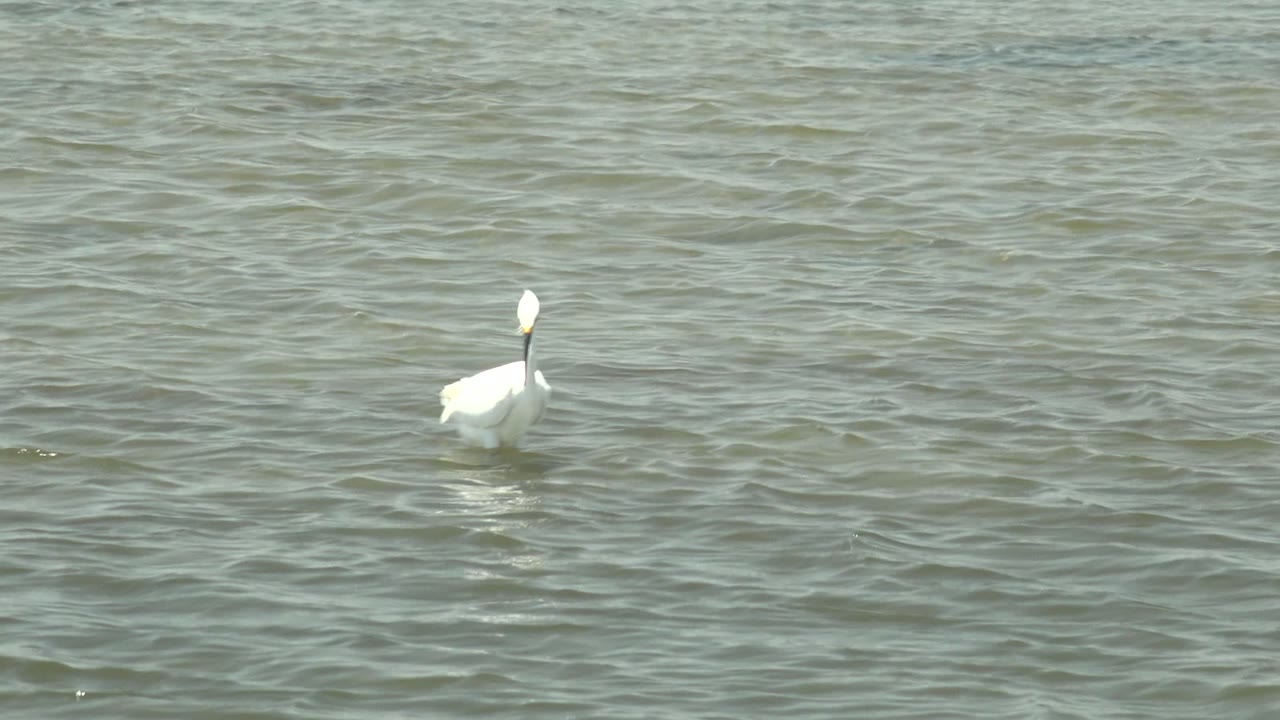 White waterbird in Guerrero Negro, Baja California Sur, standing left of center in gray-green shallow water with no visible people.
