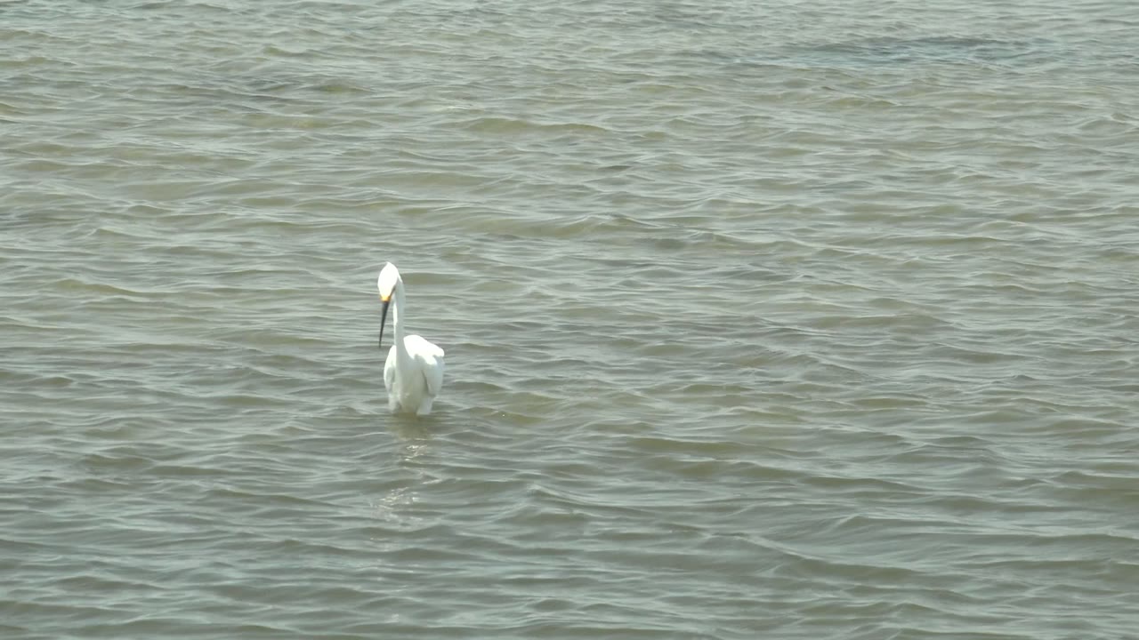 White bird upright in calm shallow water.