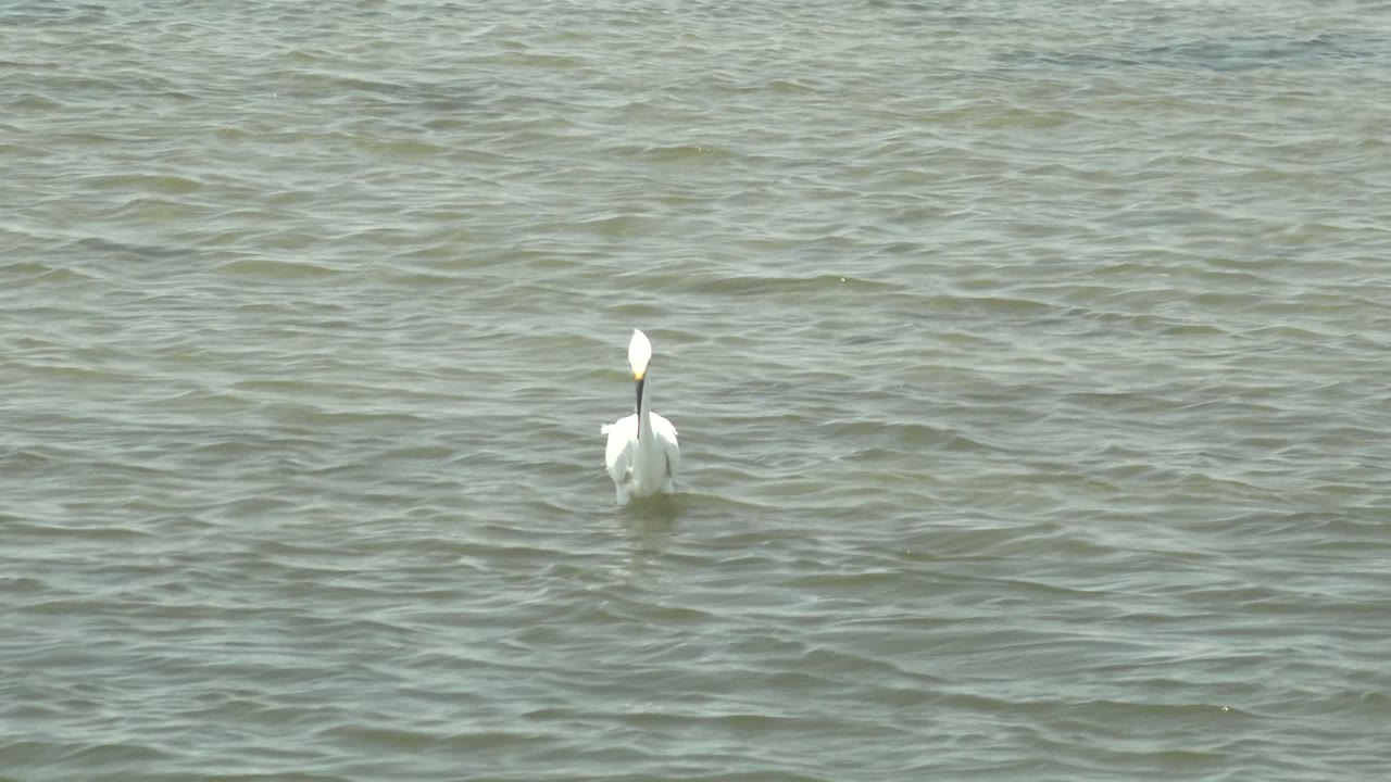 White waterbird in Guerrero Negro, Baja California Sur, facing mostly away in a wide water-only composition with no visible people.