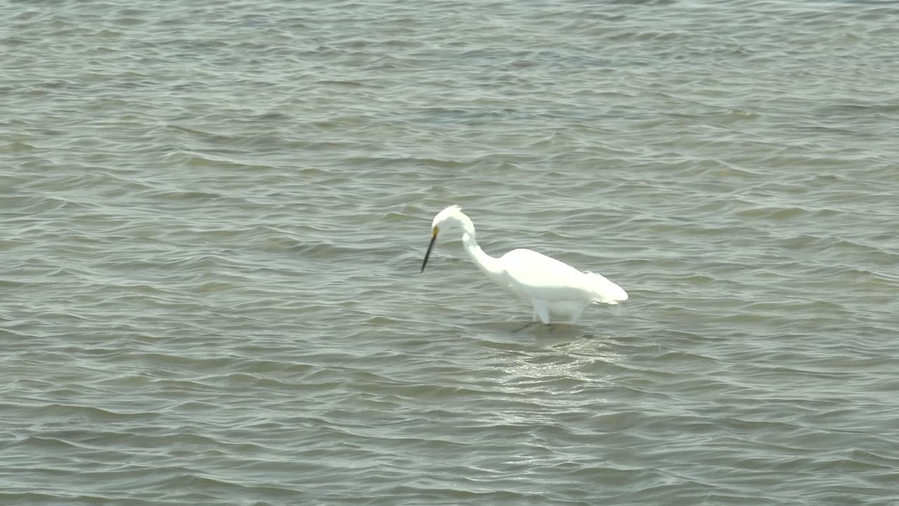 A white egret wades left of center in shallow rippled water at Guerrero Negro, Baja California Sur, Mexico, with no visible people.