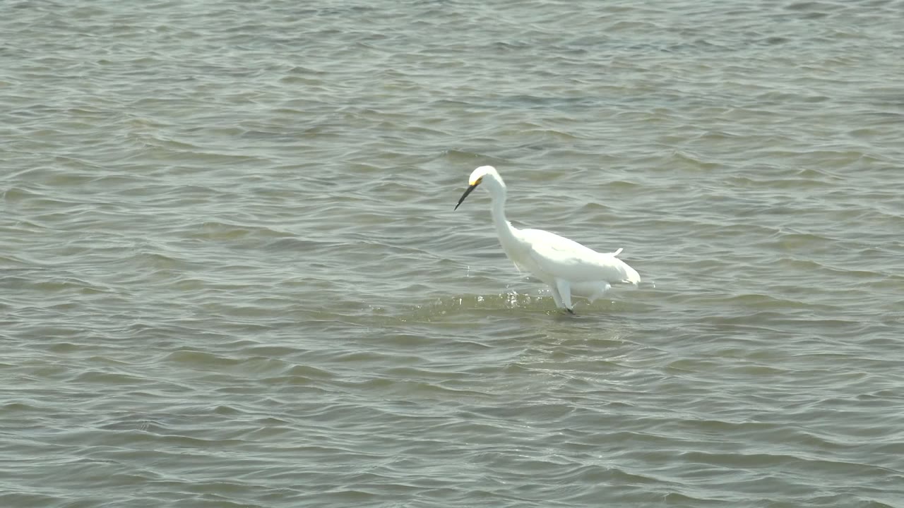 White egret standing in open shallow water