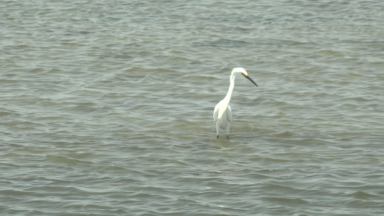 A white egret appears on the right side of the frame in shallow Guerrero Negro water, upright above the ripples with no visible people.