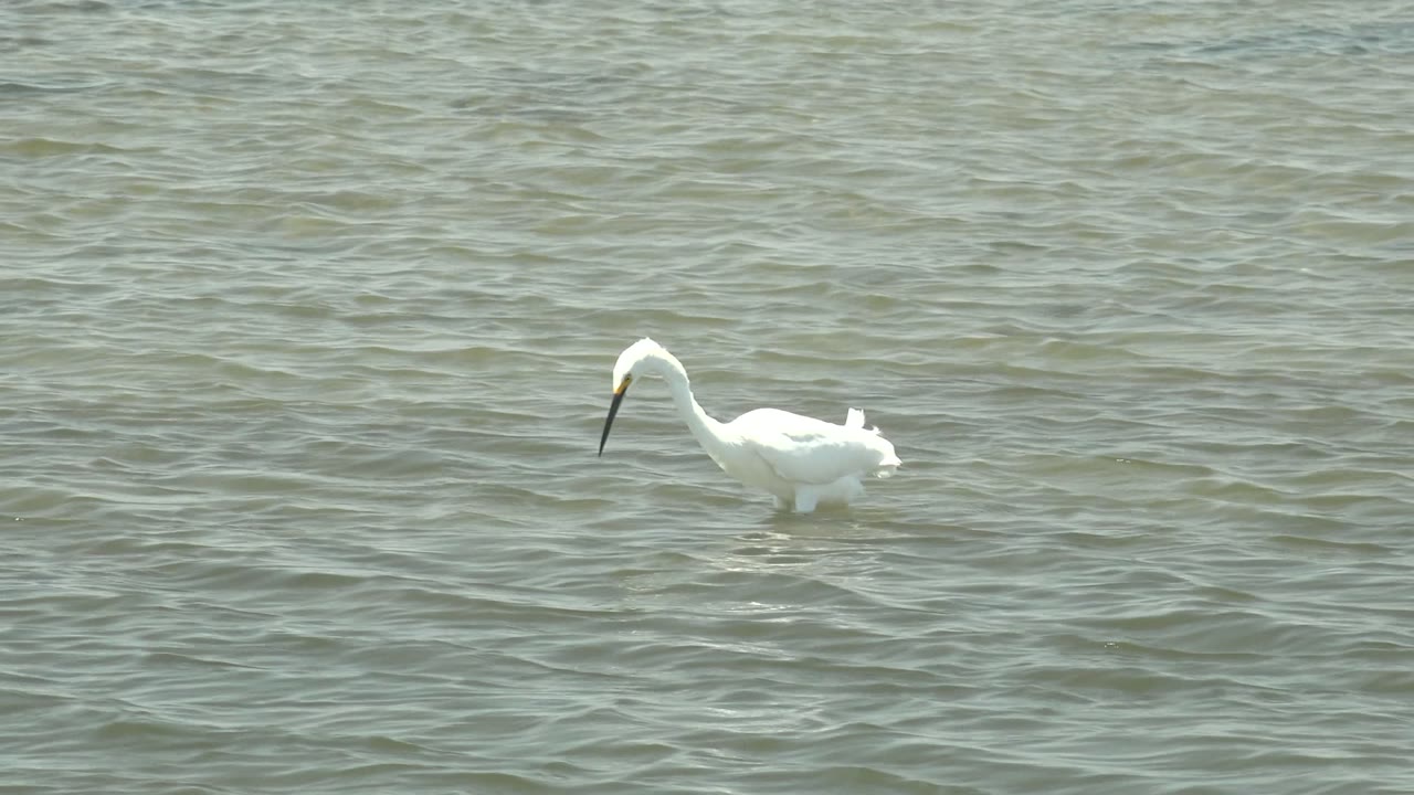 White wading bird in Guerrero Negro, Baja California Sur, Mexico, standing left of frame in rippled green-gray water with no visible people.