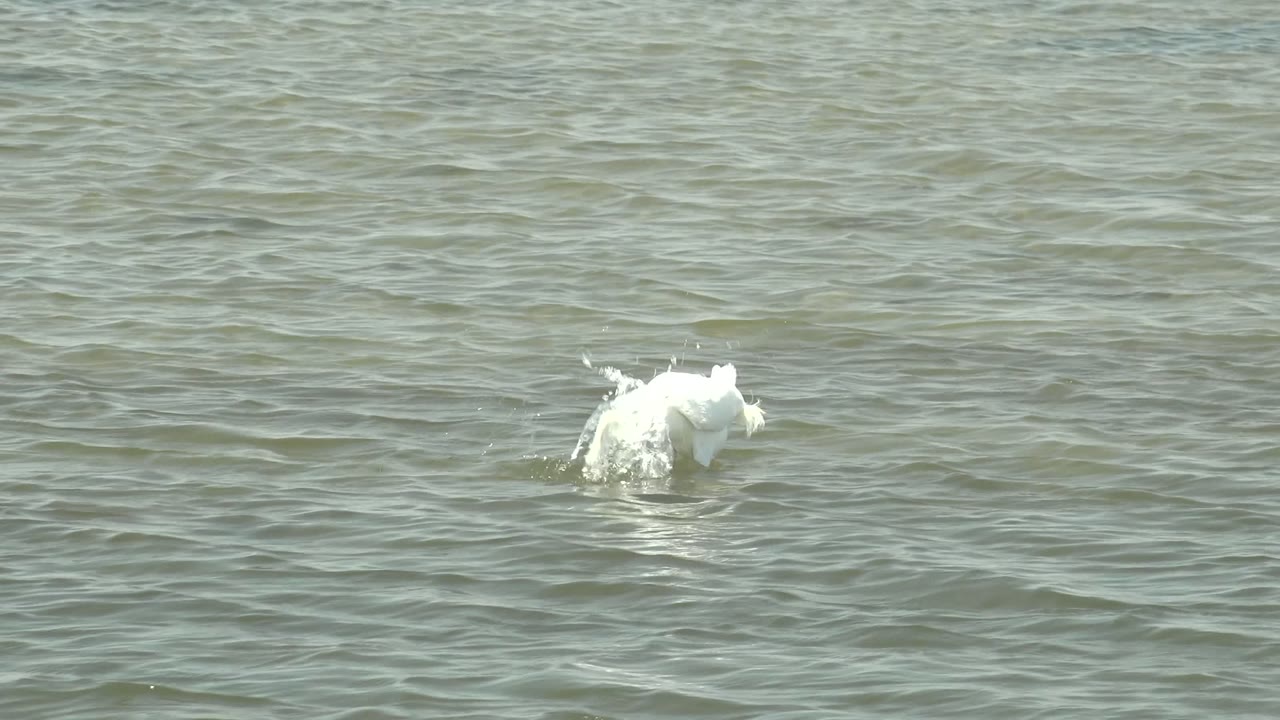 White bird splashing as it dips into water