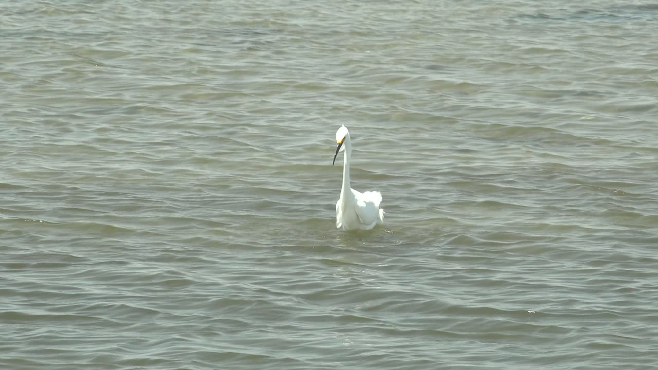 White wading bird in Guerrero Negro standing upright near the right side of the frame, surrounded by small ripples and empty water, with no visible people.