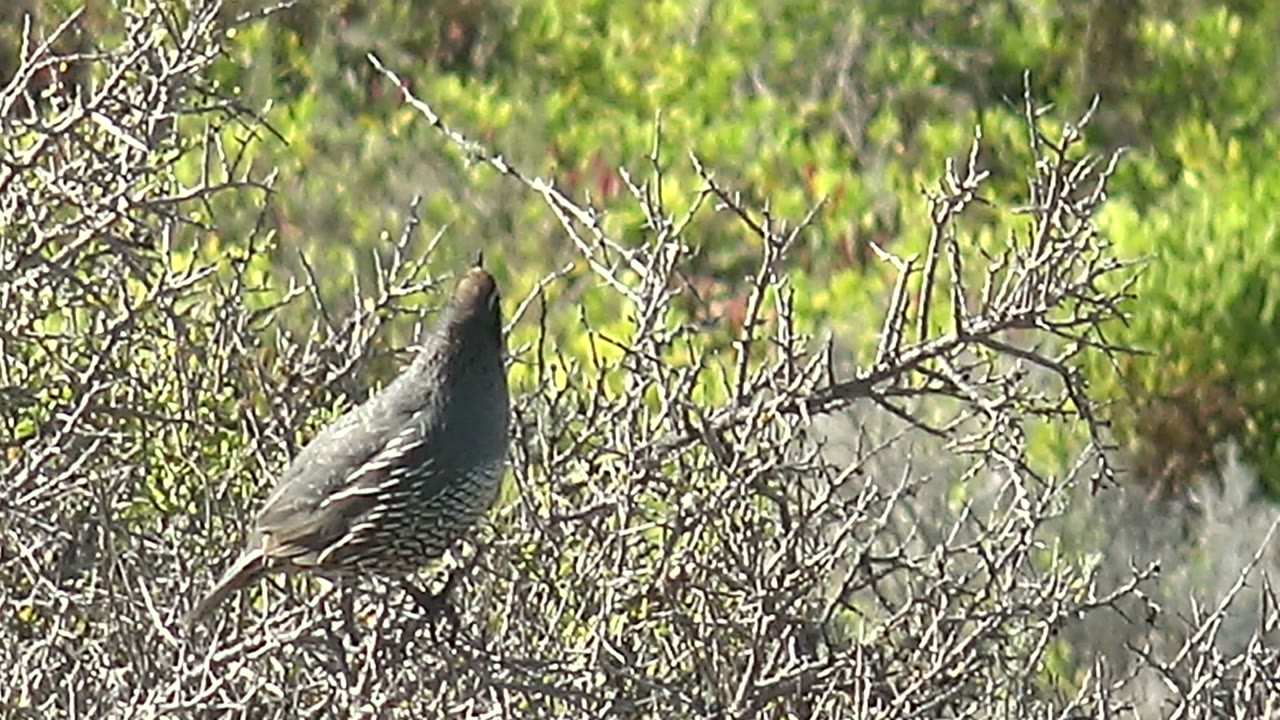 A quail perches left of center in thorny brush in San Carlos, Baja California Sur, with green foliage behind it and no visible people.