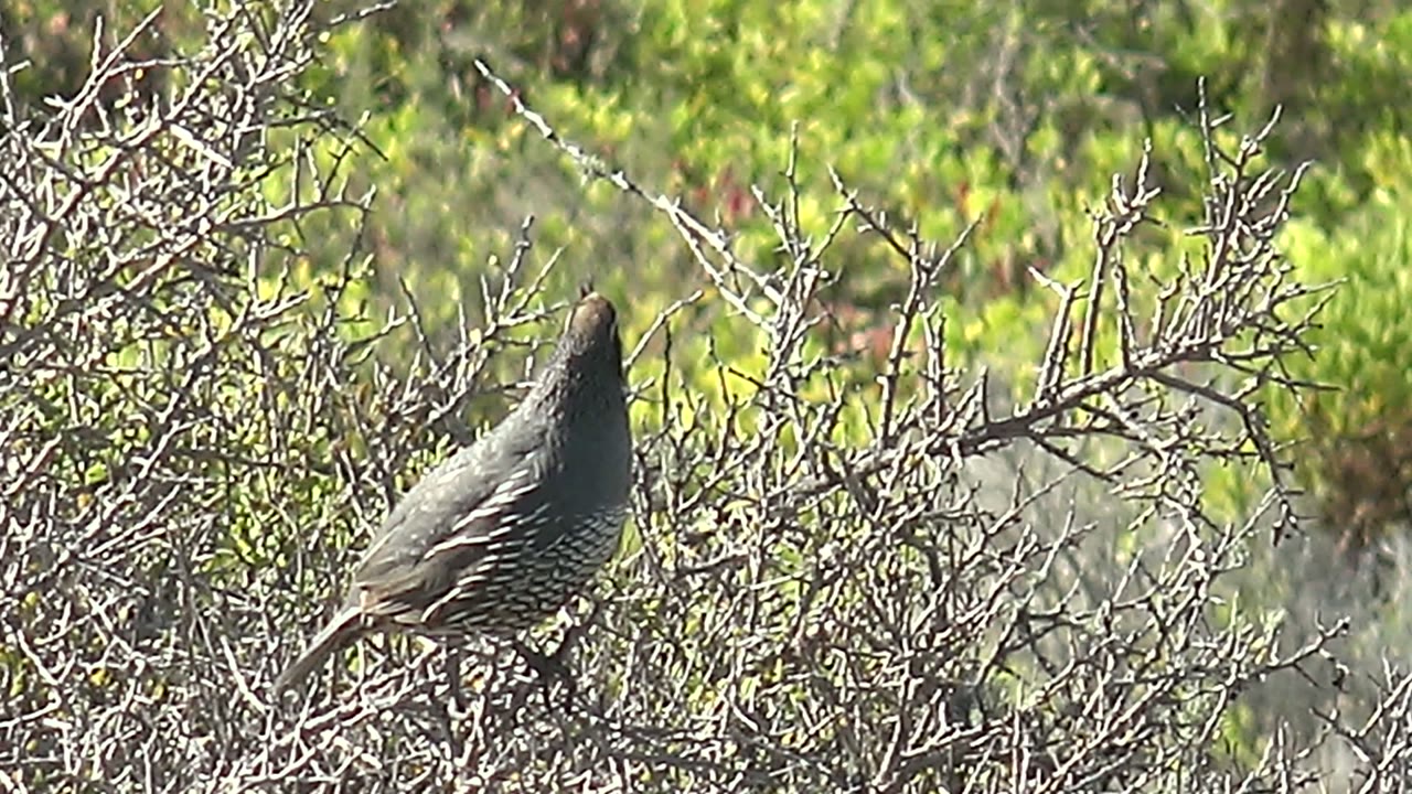 Quail facing upward while perched on dry thorny branches.