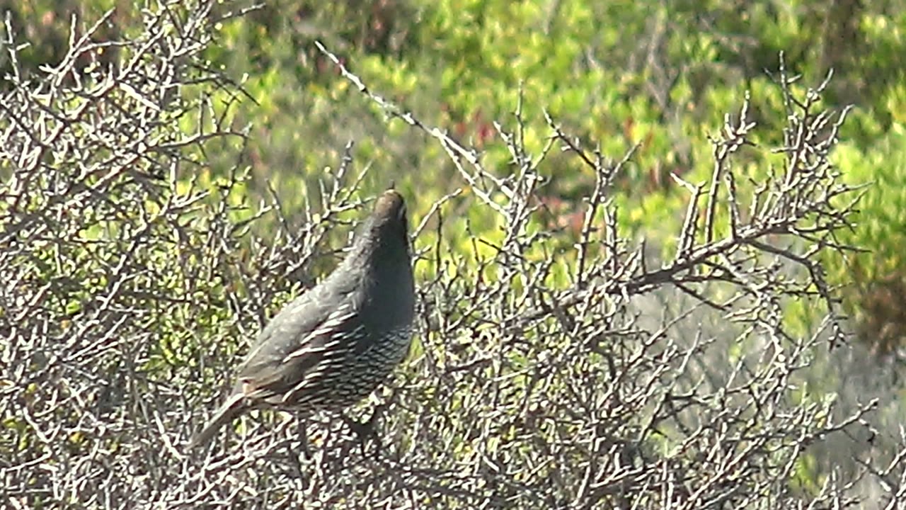 A quail stands in nearly the same perch in San Carlos, Baja California Sur, with its head lifted against dense green foliage and no visible people.