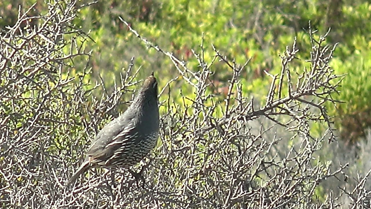 A quail stands on a thorny shrub in San Carlos, Baja California Sur, Mexico, with bright green foliage behind the branches and no visible people.