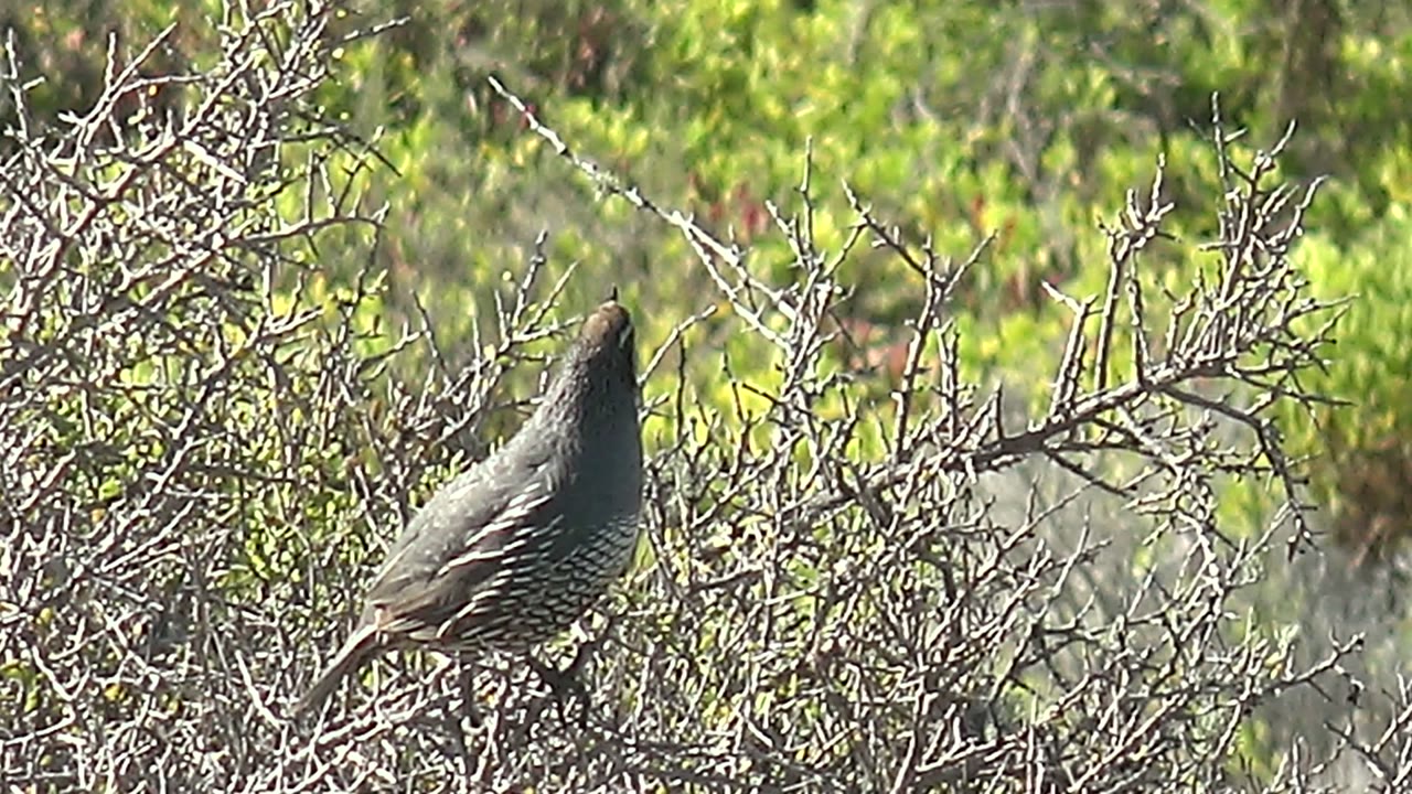 Quail remains perched among pale thorn branches.