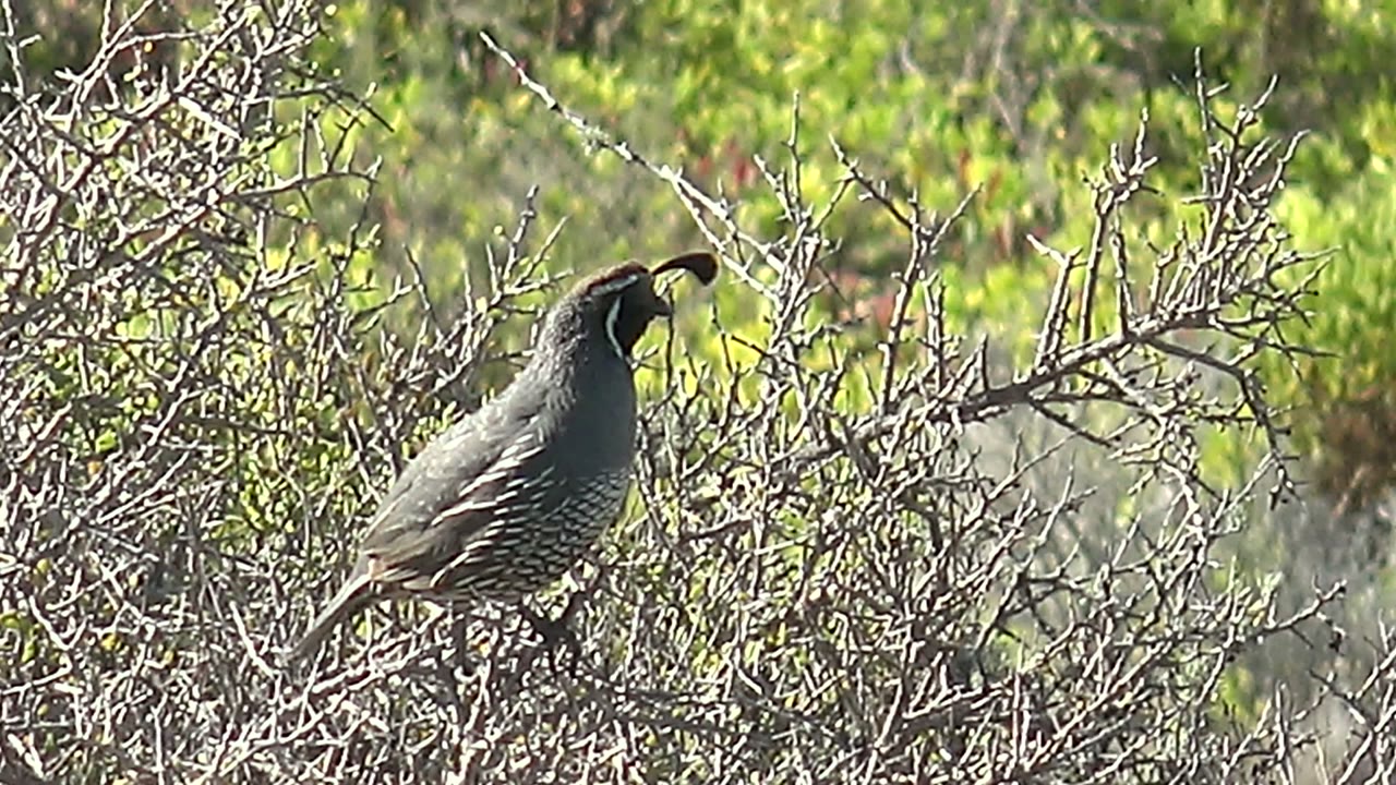 A quail in San Carlos, Baja California Sur perches among dry branches with its beak open as green foliage fills the background, with no visible people.