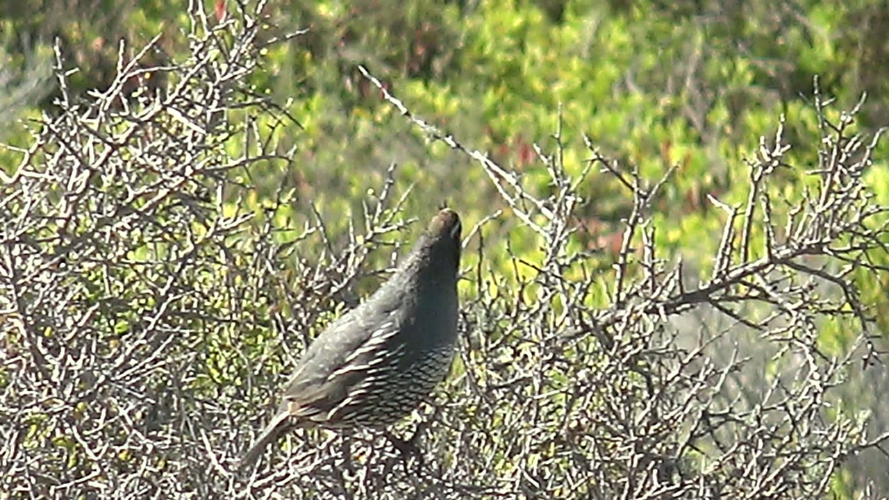 Quail perched on a bush with its head angled upward.