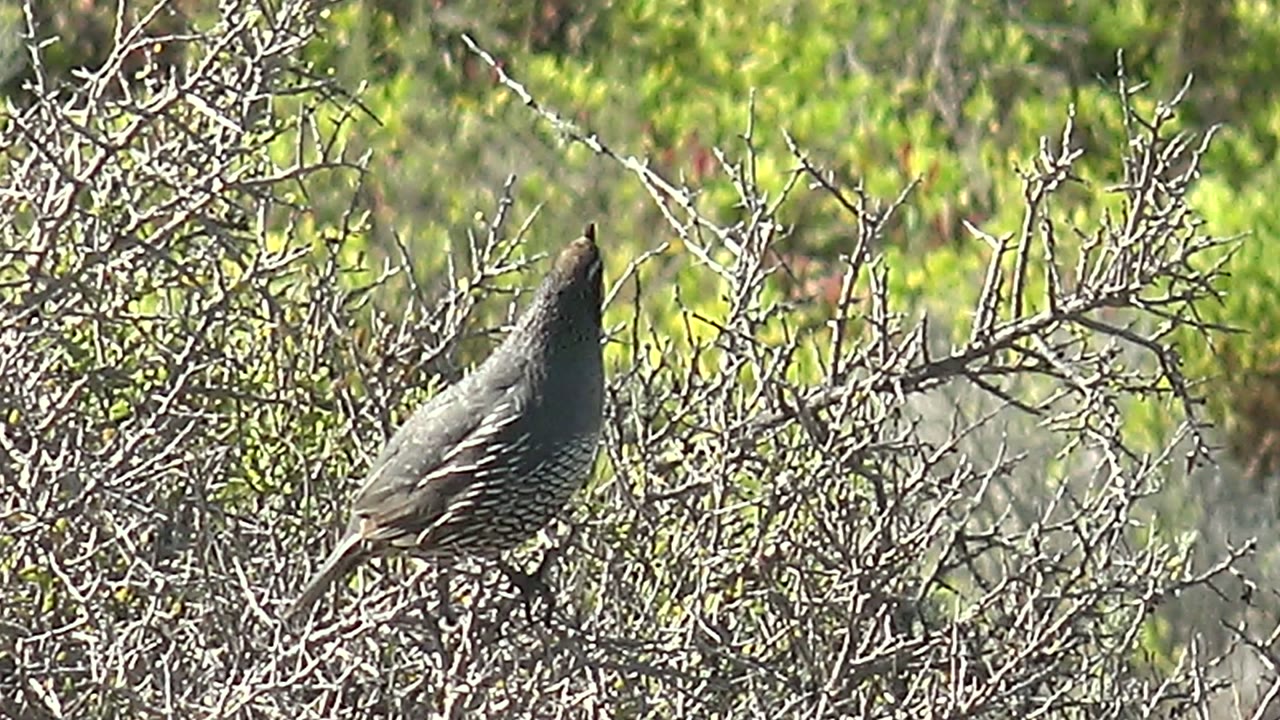 A quail in San Carlos, Baja California Sur remains perched in the scrub, its body angled left and head raised beside pale branches, with no visible people.