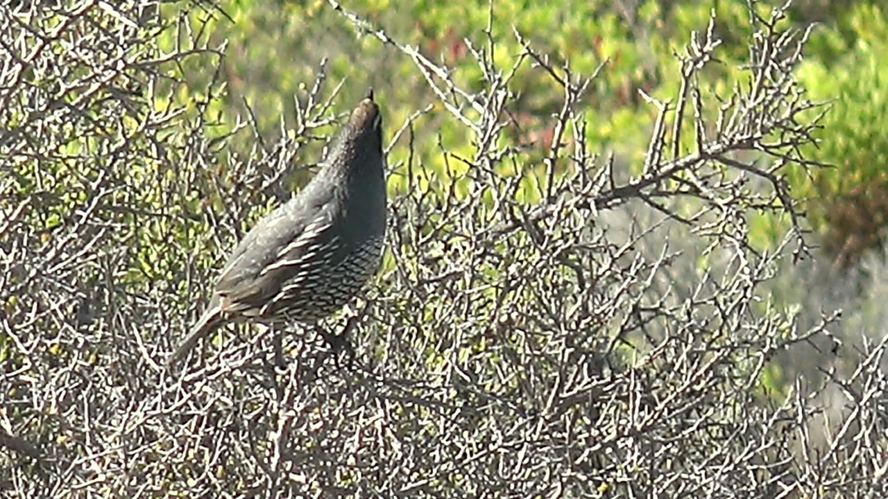 A quail perches upright in dry brush in San Carlos, Baja California Sur, with green vegetation in the background and no visible people.