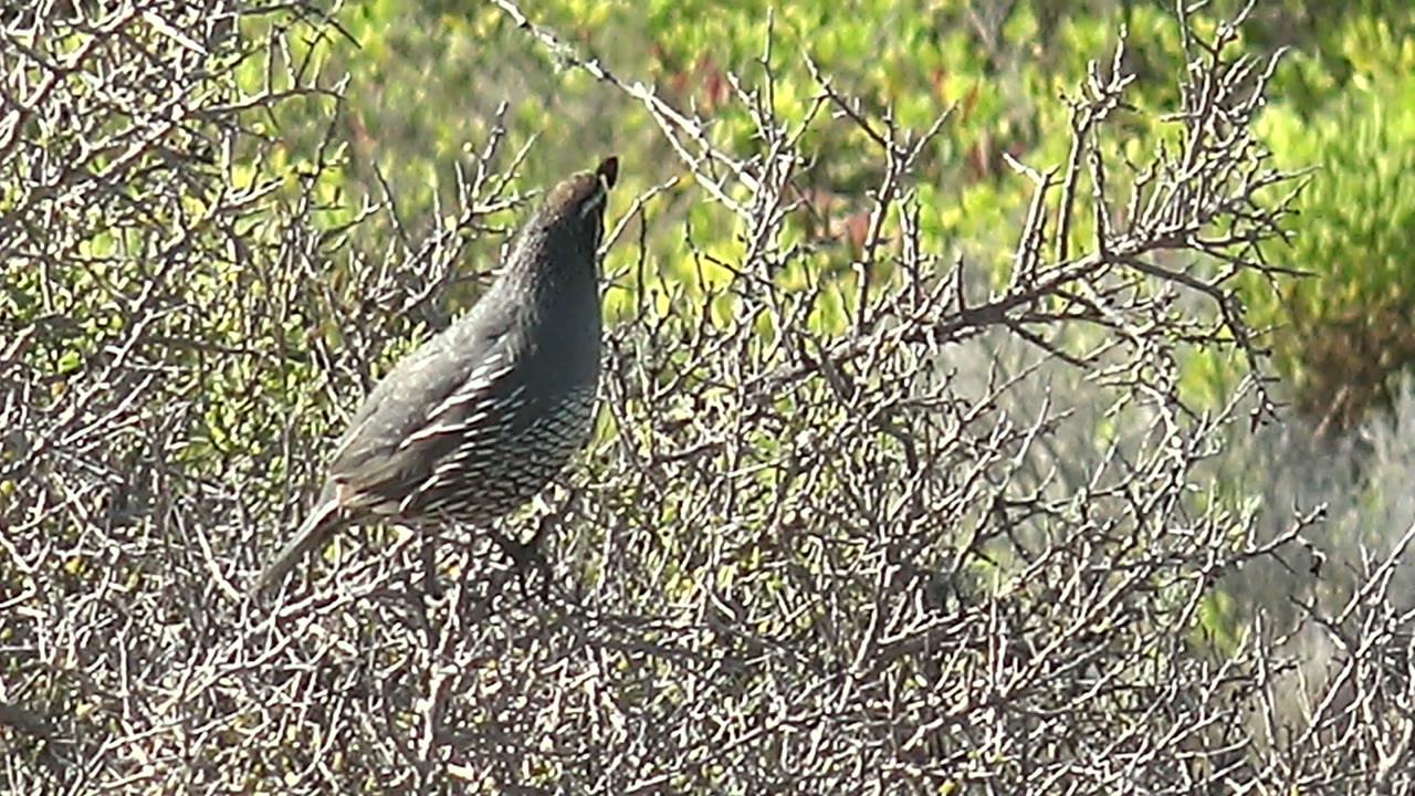 Quail facing upward from a dense bush of dry branches.