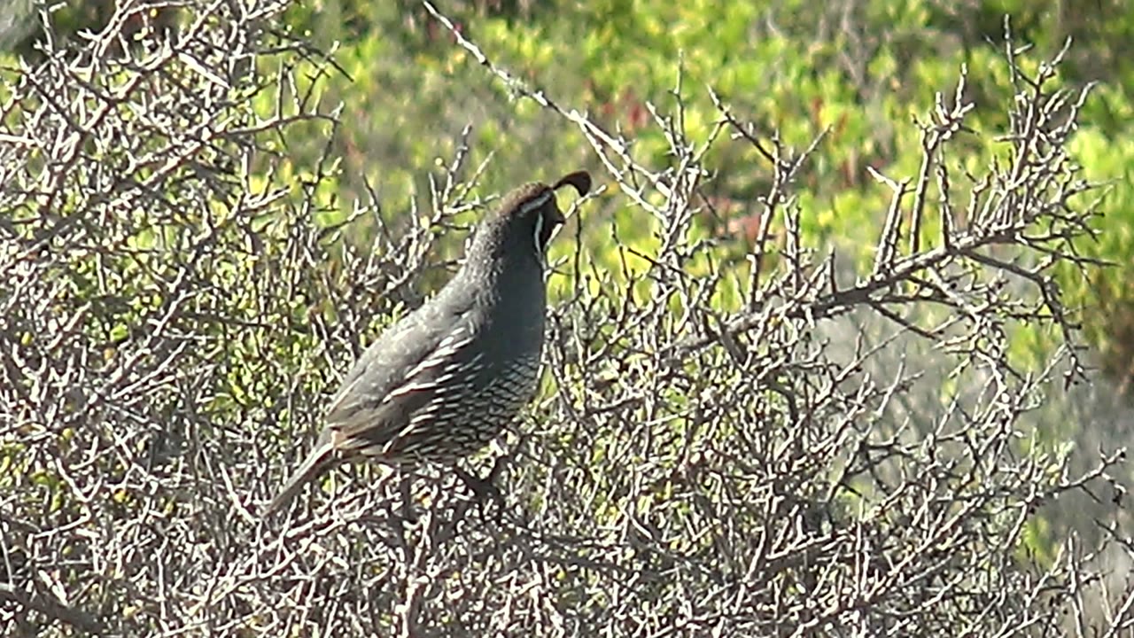 A quail in San Carlos, Baja California Sur has its beak open while perched in dry scrub, with green foliage behind it and no visible people.