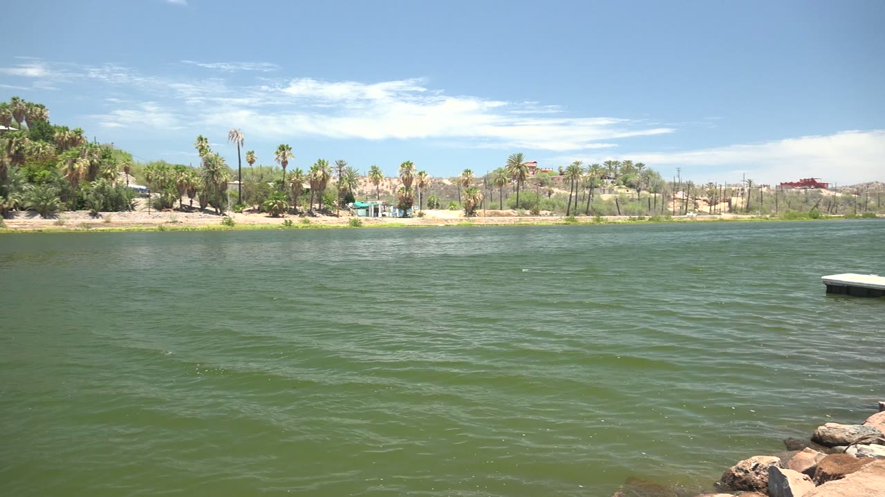 Wide shoreline view with rippled water, palms, and sandy bank.
