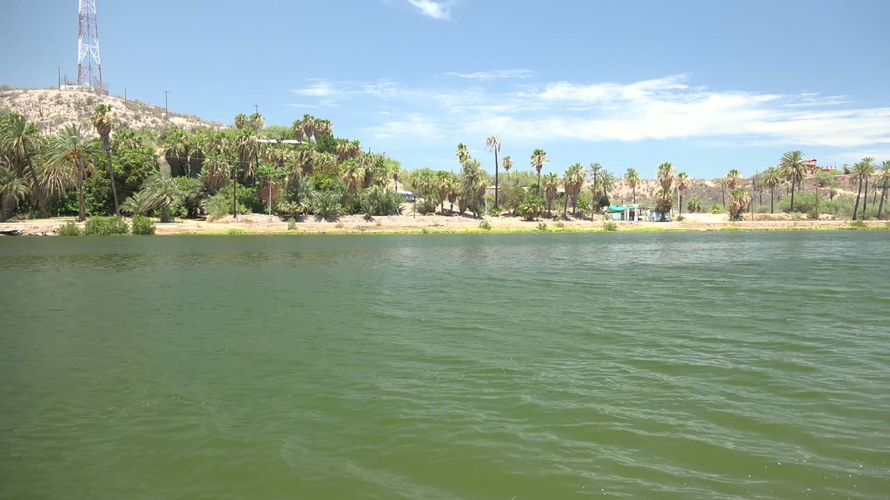 Wide Mulege, Baja California Sur river view with green rippled water in front, palm trees along the sandy shore, a hill and communication tower at left, and no visible people.