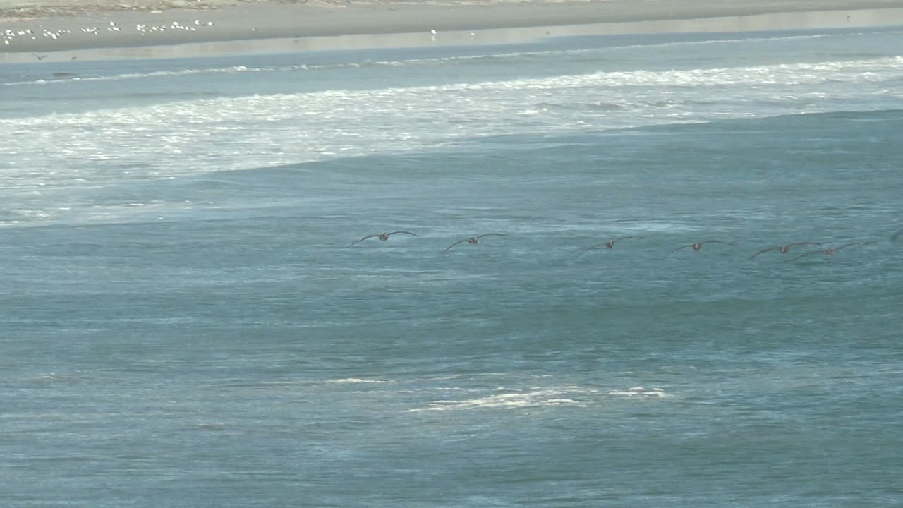 Seabirds fly low over blue-green ocean water at La Bocana, Baja California Sur, with a sandy beach and white surf bands behind them and no visible people.
