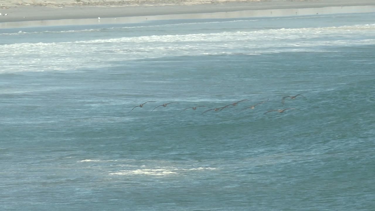 Flock of seabirds crossing above ocean waves