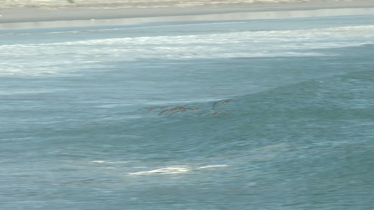 Seabirds appear farther to the right over the ocean surface at La Bocana, Baja California Sur, with bright foam marks and a flat sandy beach behind them and no visible people.