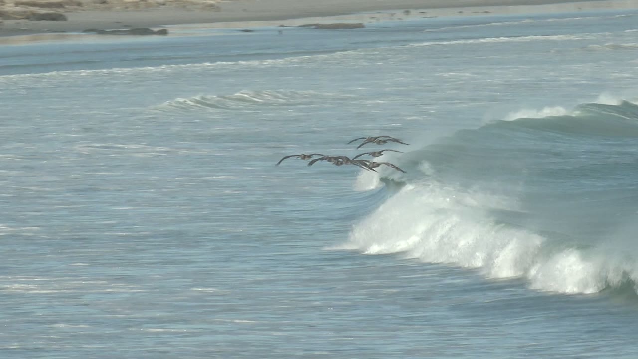 At La Bocana in Baja California Sur, several dark seabirds fly above blue-green surf as a wave breaks toward a sandy beach, with no visible people.