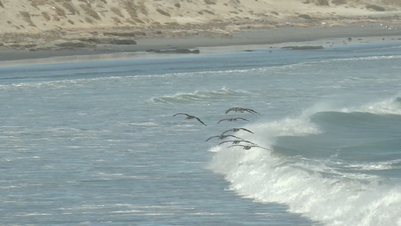Seabirds gliding over a cresting wave with dunes behind the beach.