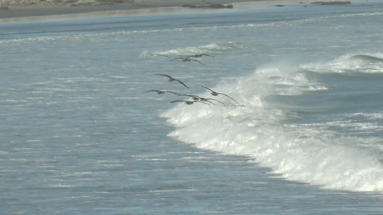 A loose flock of seabirds moves across La Bocana surf while multiple white wave lines roll toward the sandy beach, with no people or buildings visible.