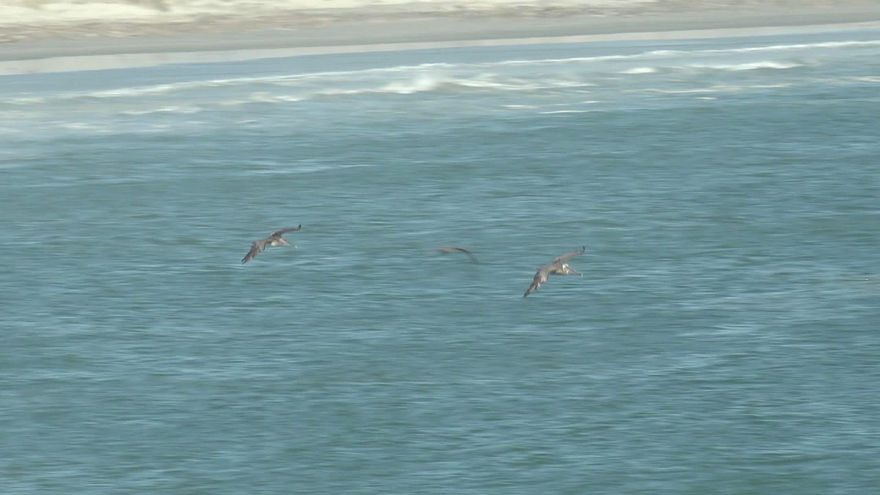 Wide view of seabirds gliding over blue-green ocean near La Bocana, Baja California Sur, with a faint sandy beach band at the top left and no visible people.