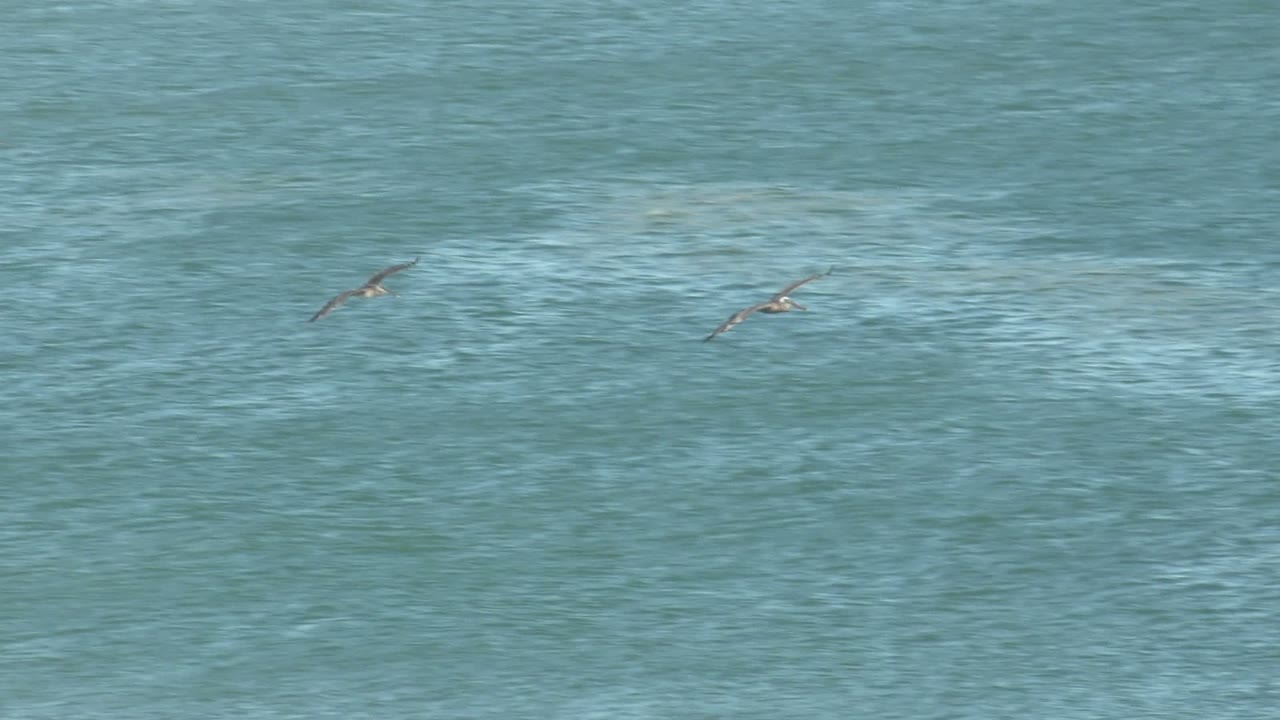 Several seabirds cross the upper half of the frame above textured blue-green ocean water near La Bocana, with no visible people or structures.